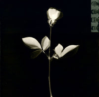 Depeche Mode : Violator (LP, Album)