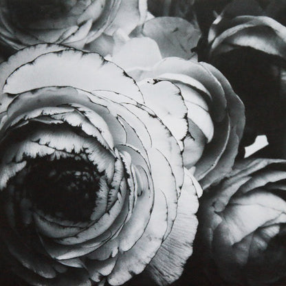 Sivert Høyem : Lioness (LP, Album)